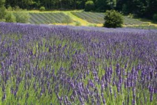 Lavender Field Iii