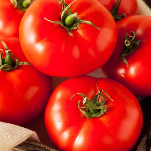 Proven Winners 4"   Beefsteak Heirloom Tomato Live Plant in 4.25" Pot (4 Count)