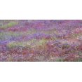 thumbnail image 2 of Gulin, Sylvia 24x14 Black Ornate Wood Framed with Double Matting Museum Art Print Titled - USA-Washington State-Palouse vetch growing along road near Winona, 2 of 4