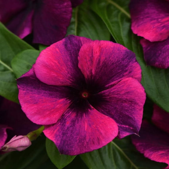 Outsidepride Black Cherry Periwinkle Seeds for MVR1 Planting - 100 Fast-Blooming, Heat & Drought Tolerant Vinca Flower Seeds with Vibrant Colors Ideal for Gardens, Beds, Borders & Containers