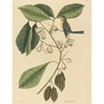 thumbnail image 2 of Mark Catesby 15x18 Gold Ornate Wood Frame and Double Matted Museum Art Print Titled - The Finch Creeper (Parus Americanus) (1731-1743), 2 of 4