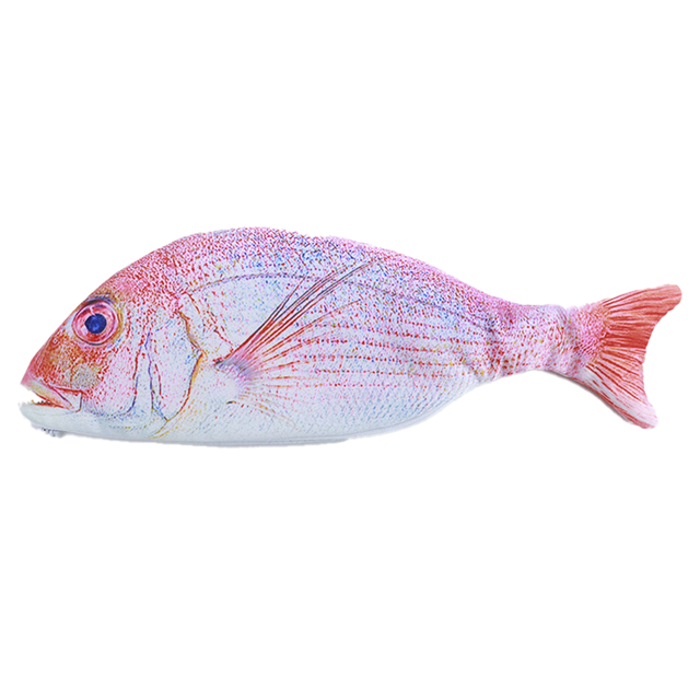 Lapicera Pez 26x7.5cm Doble Estampado Portalapices Lapices Colores Estuche Levamdar CPB-US-XD142-1