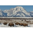 thumbnail image 2 of Illg, Cathy and Gordon 14x11 Gold Ornate Wood Framed with Double Matting Museum Art Print Titled - Wyoming, Grand Tetons Bison and winter landscape, 2 of 4
