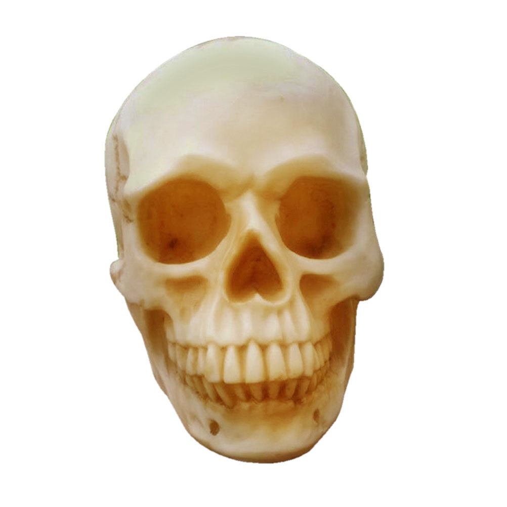 Bucky Skeleton Human Skull LifeSize Halloween Props