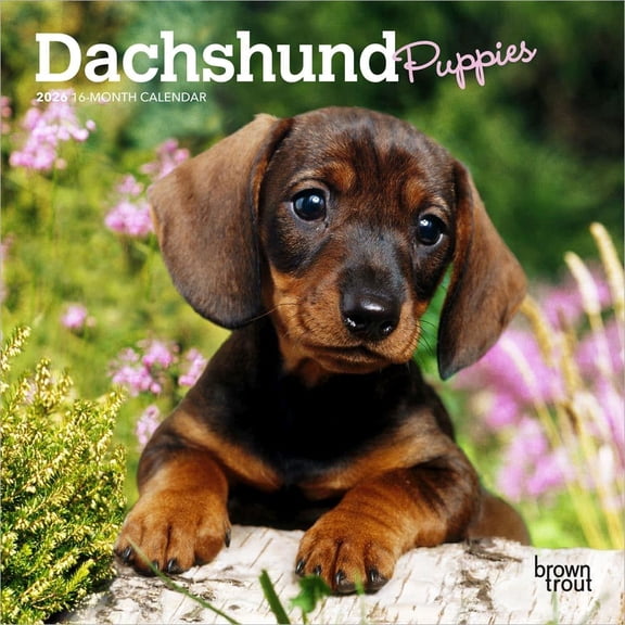 BrownTrout, Dachshund Puppies 2026 Mini Wall Calendar