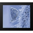 thumbnail image 2 of Dufour, Thierry 14x12 Black Modern Framed Museum Art Print Titled - Christmas Butterfly..., 2 of 5