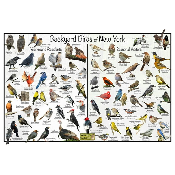 Backyard Birds of New York Bird Identification Poster - Birdwatching Nature Chart