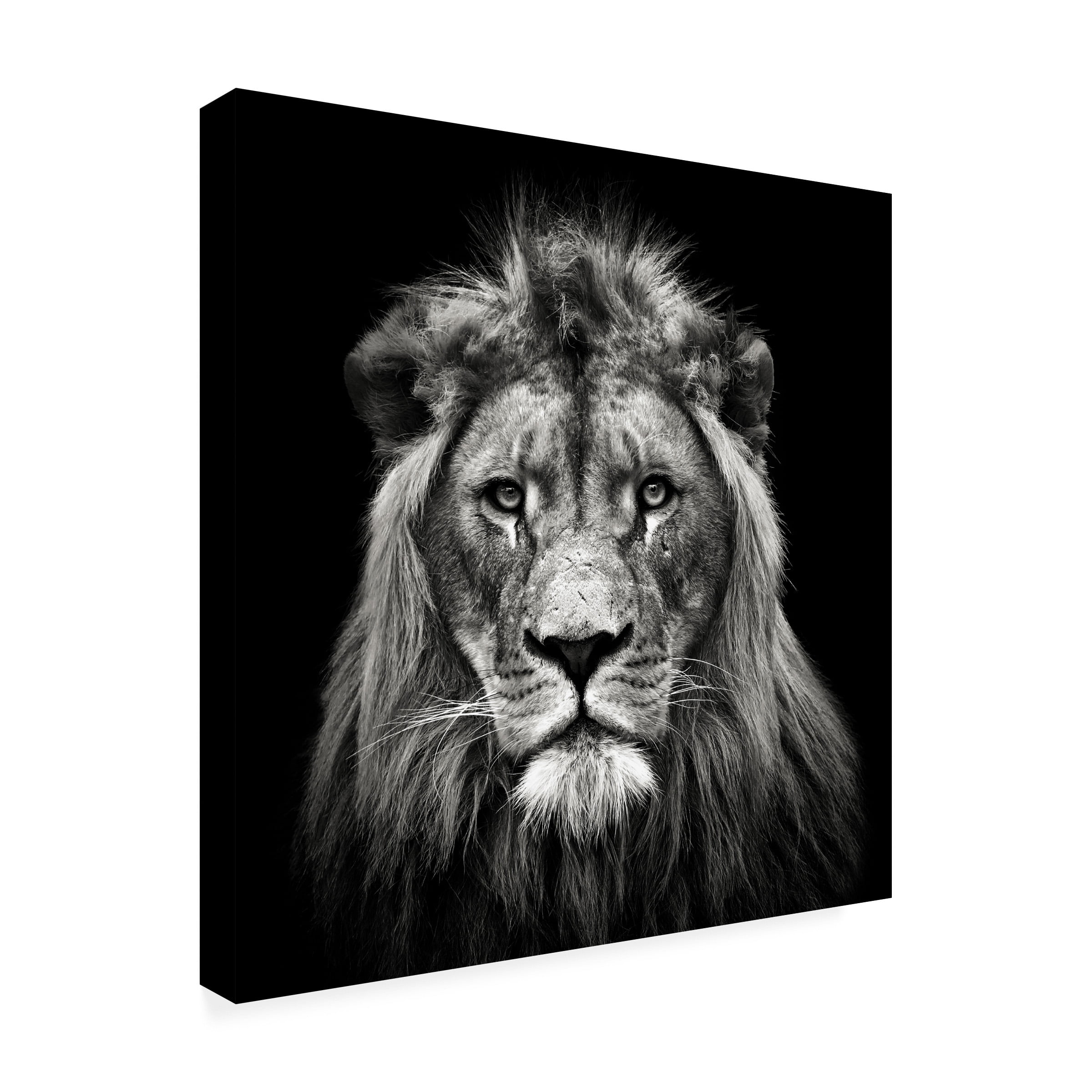 Christian Meermann 'Young Male Lion' Canvas Art