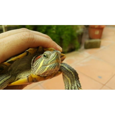 Red Eared Sliders Turtles - Canvas Print Red Eared Slider Tortoise Turtle Green Stretched Canvas 10 x 14