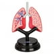 thumbnail image 2 of Modelo de sistema respiratorio, modelo de órgano, partes del cuerpo realistas de aprendizaje temprano, herramienta de enseñanza de órganos para niños, 2 of 10