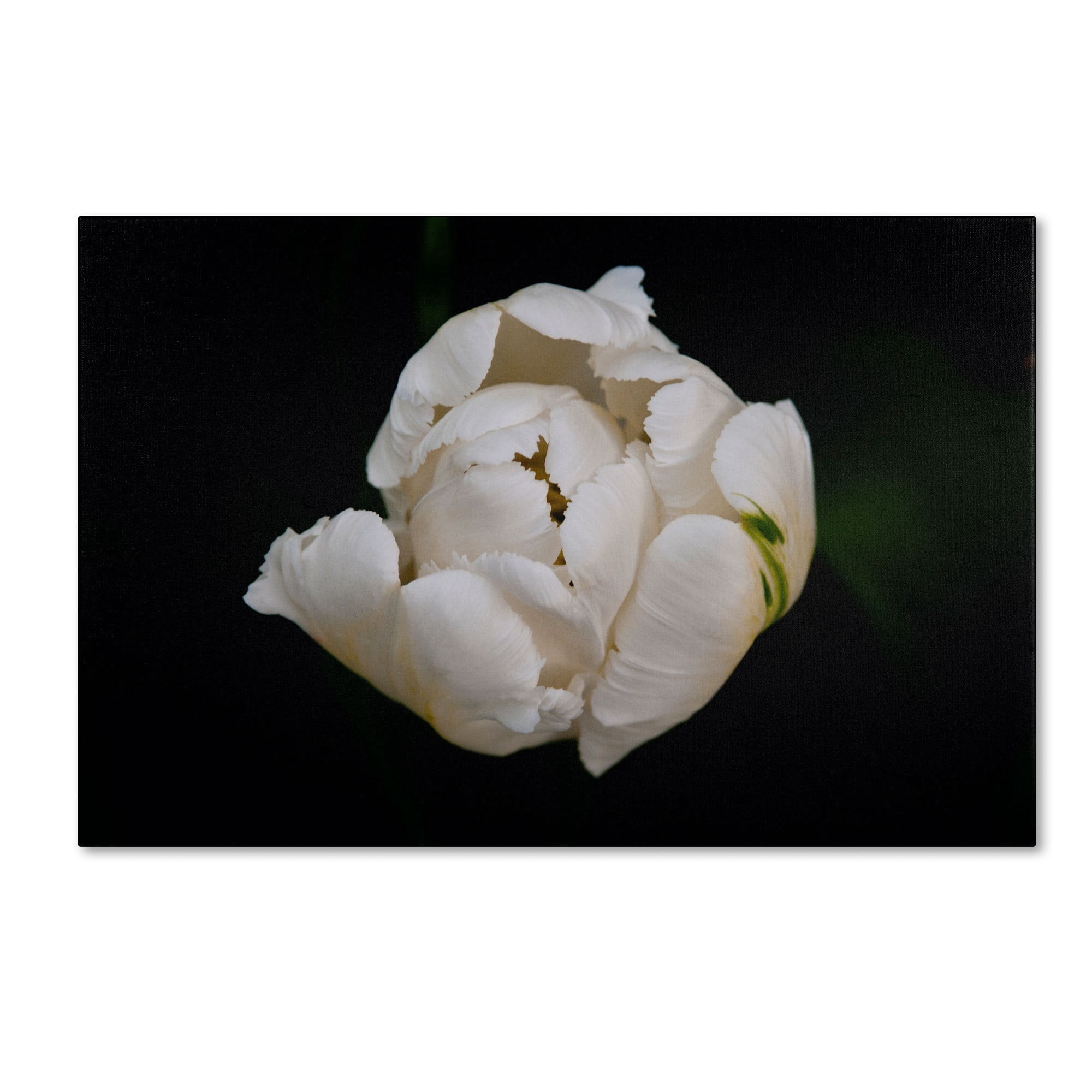 Trademark Fine Art "White Parrot Tulip" Canvas Art by Kurt Shaffer