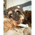 thumbnail image 3 of Nylabone Power Chew Original Bone Dog Chew Toy Chicken Large (1 Count), 3 of 14