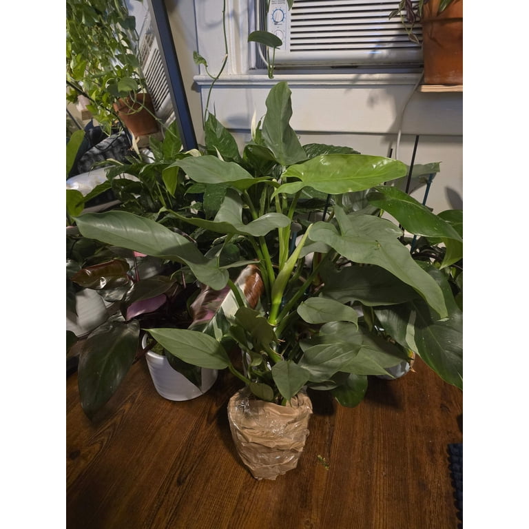 6 inch pot - 20"+ tall XL Philodendron Silver Sword, also known as Philodendron  Hastatum - Beautiful house plant - get one similar - Walmart.com