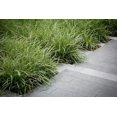 thumbnail image 4 of Classy Groundcovers, Carex morrowii 'Ice Dance', var. laxa, var. temnolepis (flat of 18 Pots, 3 1/4 inch square), 4 of 10