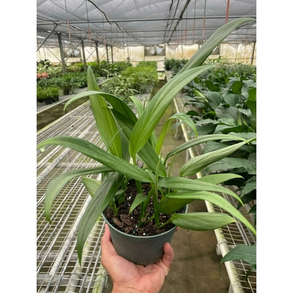 Pothos Silver Streak Live Plant for Indoor | Different Houseplants in 4'' & 6'' Pot | Real House Plant for Living Room, Office, Desk & Bathroom | Epipremnum amplissimum