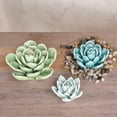 thumbnail image 4 of HomArt - Ceramic Succulent - Large, 4 of 4