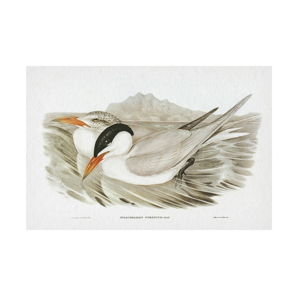 Trademark Fine Art Elizabeth Gould Seabird Pairing VI Canvas Wall Art