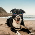 thumbnail image 2 of Polarized Dog Sunglasses - Windproof Goggles for Small Dogs - Adjustable Elastic Band, 2 of 7