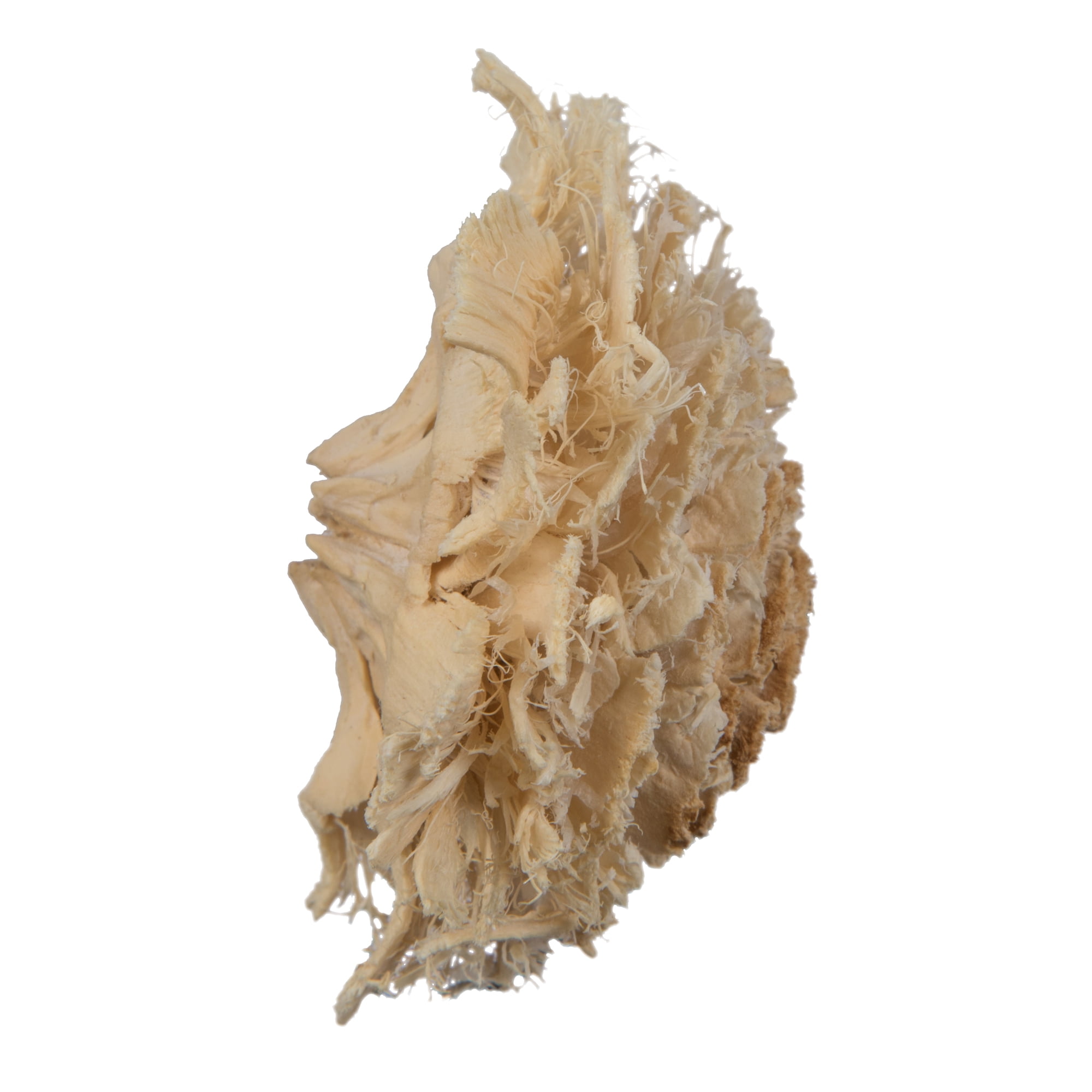 Vickerman Natural Botanicals 1.3"-1.75" Cedar Rose, Bleached. Includes 50 pieces per polybag.