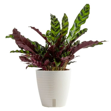 Costa Farms 12" Tall Calathea Rattlesnake, Bright Indirect Sunlight, Indoor Live House Plants