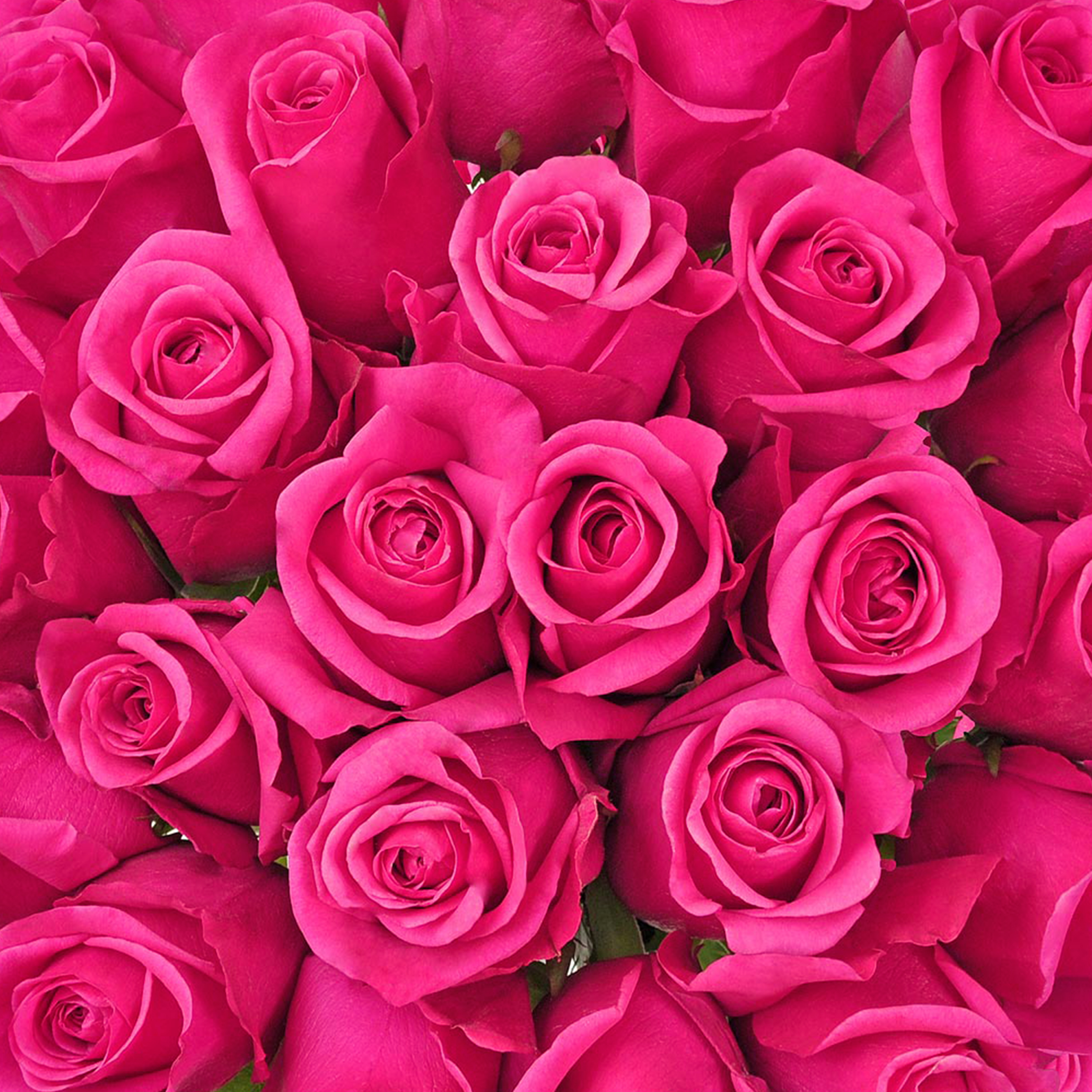 Hot Pink Roses - Farm Direct Fresh Cut Flowers - 50 Stems - Roses -by Bloomingmore - image 3 of 7