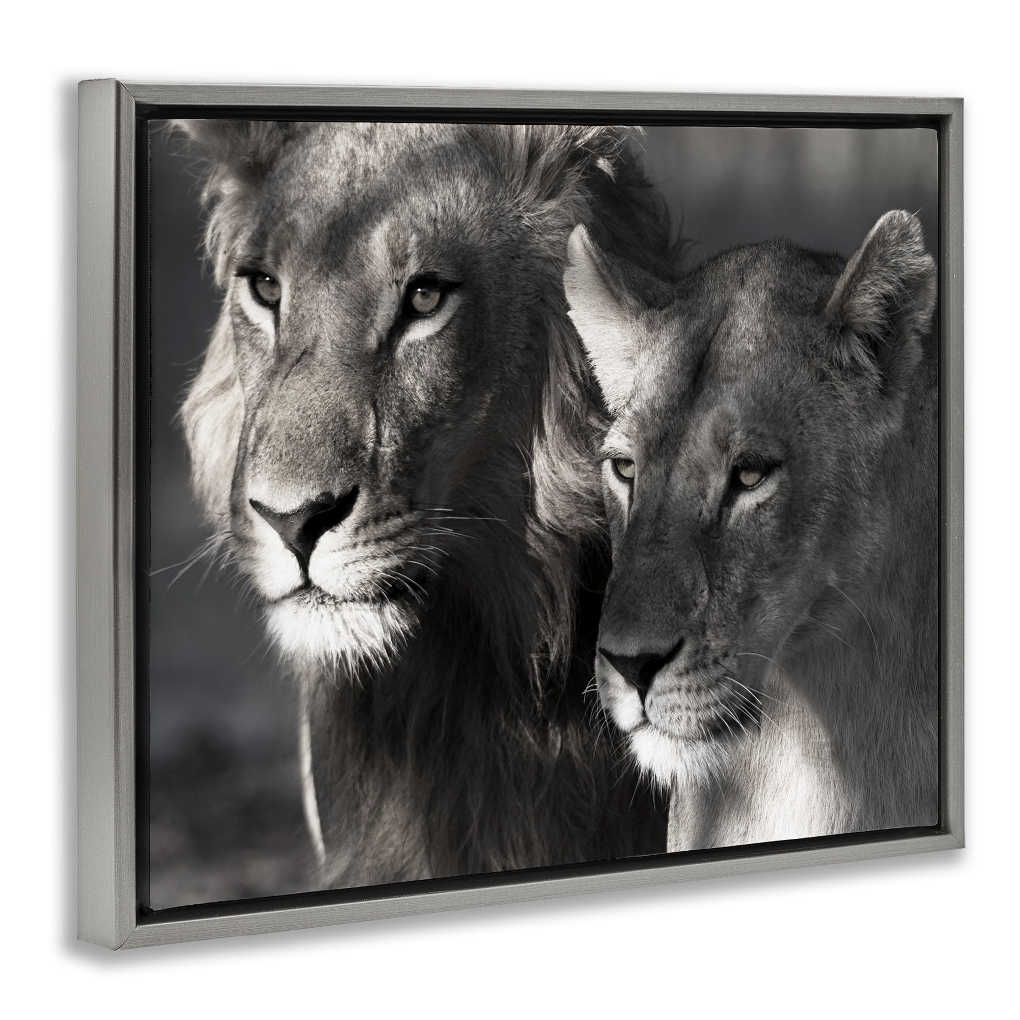 Stupell Industries Strong Lion & Lioness Animals & Insects Photography Gray Floater Framed Canvas Art Print Wall Art, 31 x 25
