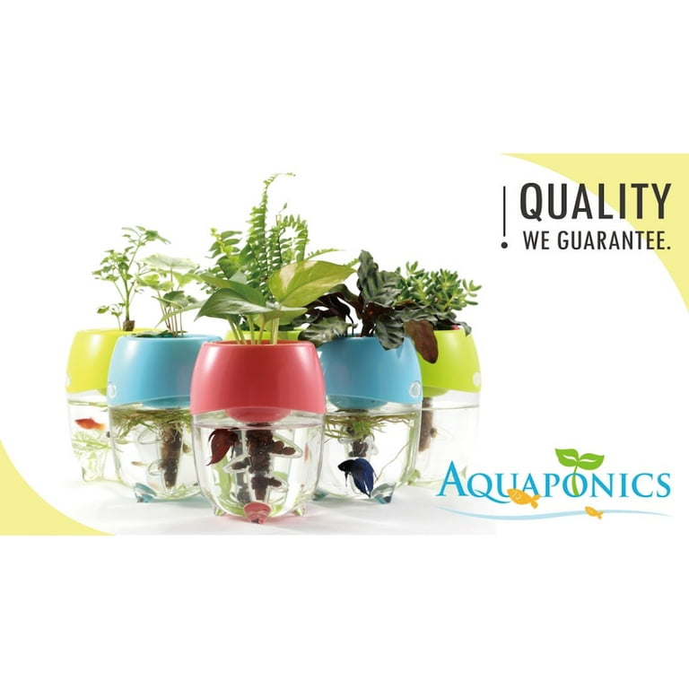 Betta fish in jar with clearance plant
