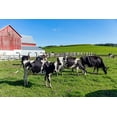 thumbnail image 2 of Highsmith, Carol 18x13 White Modern Wood Framed Museum Art Print Titled - Holstein Dairy Cows at a Farm, 2 of 4