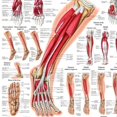 thumbnail image 4 of Muscles of the Foot Laminated Anatomy Chart, 4 of 4