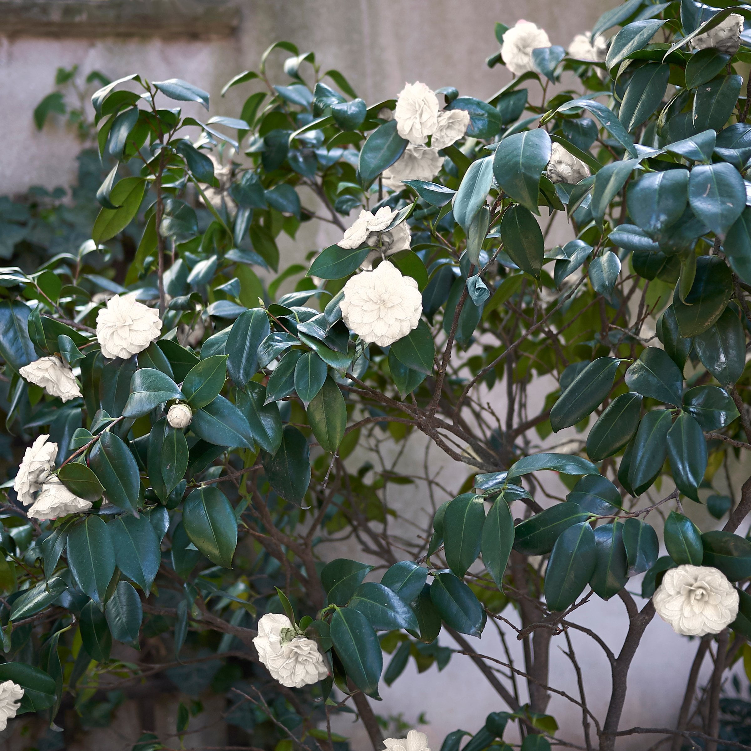 National Plant Network 3 gal. Camellia Japonica Seafoam Shrub