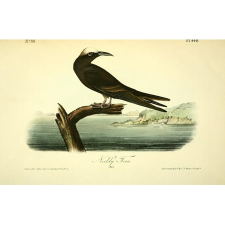 Birds of America 1844 Noddy Tern Canvas Art - JJ Audubon (24 x 36)