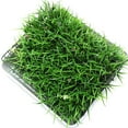 thumbnail image 4 of 15 Uds. Platillos de plástico para plantas, macetas, bandejas de goteo, platillos de jardín, macetas, bandejas para platillos, 4 of 5