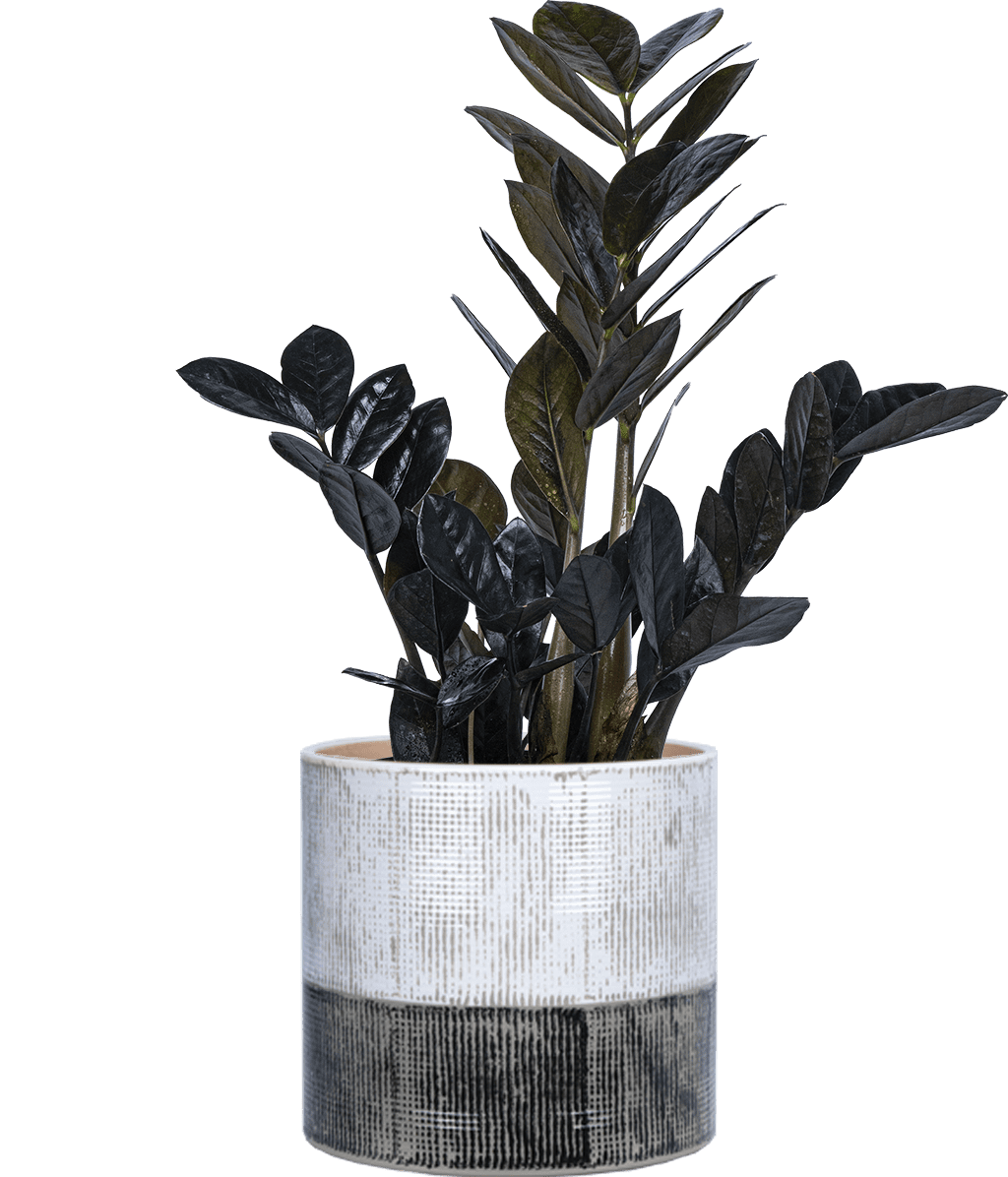 Zamioculcas Black Raven (M) | ZZ Plant Live Plants in 6" growers pot -  Walmart.ca