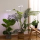thumbnail image 4 of Luz de cultivo de plantas, yadoker LED de espectro completo para plantas de interior, altura ajustable, temporizador automático, bajo voltaje seguro de 5 V, idea para luz de plantas grandes, paquete d, 4 of 4