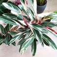 thumbnail image 2 of Stromanthe 'Triostar' Live Plant for Indoor | Different Houseplants in 4'' & 6'' Pot | Real House Plant for Living Room, Office, Desk & Bathroom | Triostar | Magenta Triostar, 2 of 4