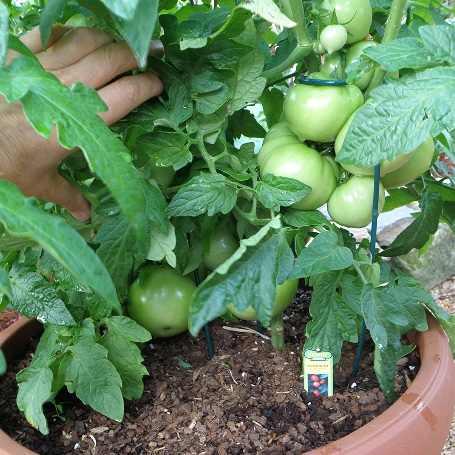 Bonnie Plants 3-5 ft Bush Tomato Live Plant, Stocky/Strong