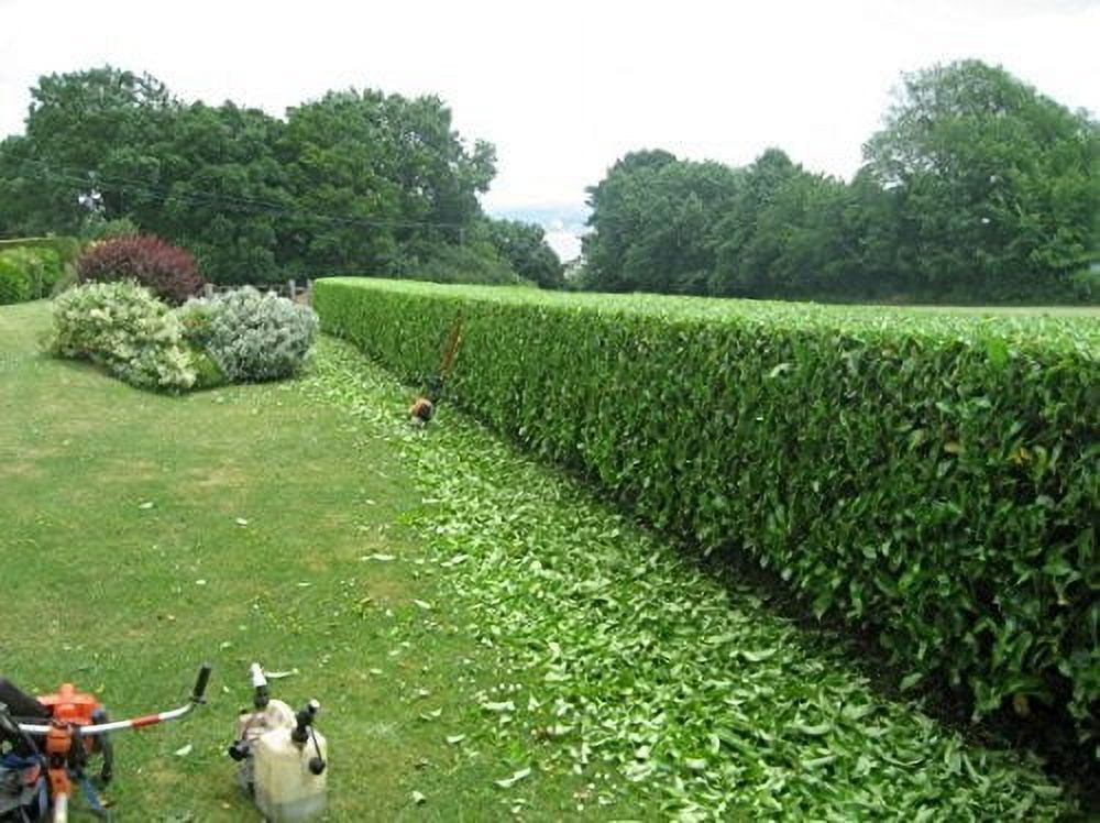 Sweet Viburnum  12 Large 4 Inch Pots  Viburnum Odorotissimum  Live Plants  Fast Growing Privacy Hedge, Shrub, Privacy Screen