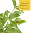 thumbnail image 6 of 4 Spreading Sunset Lantana in 3.5" Nursery Cubes | Lantana ‘Spreading Sunset’ | Orange & Yellow Flowering Shrub for Borders & Containers | Ready-to-Plant Live Starter Plants, 6 of 7