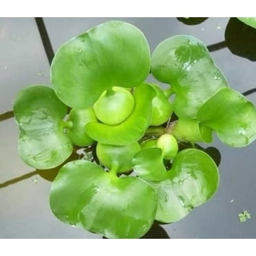 aquarium-plants-discounts 3-5" Green Water Hyacinth Live Plants in 4" Grower Pots, Natural biofilter