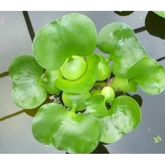 aquarium-plants-discounts 3-5" Green Water Hyacinth Live Plants in 4" Grower Pots, Natural biofilter