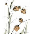 thumbnail image 3 of Koetsier, Albert 12x14 Black Modern Framed Museum Art Print Titled - Sandersonia in Bloom, 3 of 5