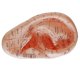 thumbnail image 3 of English Version Ear Acupuncture Earpins Model Model Auricular Application Model Ear Acupuncture Poi Banmo, 3 of 5