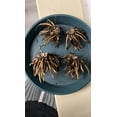thumbnail image 4 of HJADGG Butterfly Ranunculus Bulbs Buttercup Bare Roots for Planting Canada, Perennial Flower Ranunculus asiaticus, Easy to Grow, Double Ranunculus Bare Roots for Cut Flowers Garden Indoor Outdoor, 4 of 5
