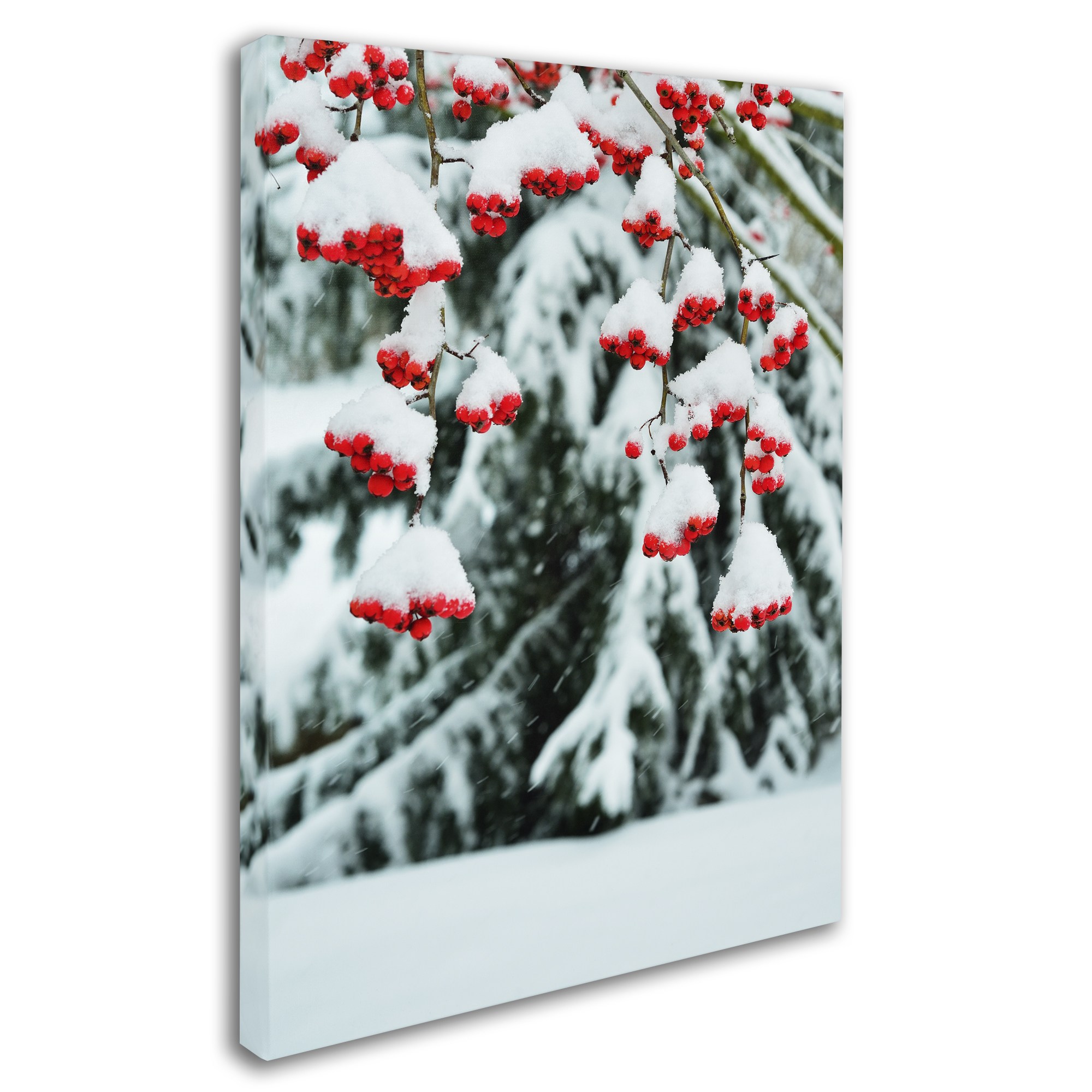 Trademark Fine Art "Winter Berries and Pine" Canvas Art by Kurt Shaffer