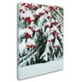 thumbnail image 3 of Trademark Fine Art "Winter Berries and Pine" Canvas Art by Kurt Shaffer, 3 of 4