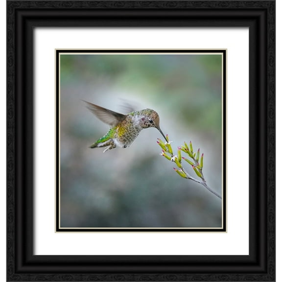 Huang, Xiaojian 12x13 Black Ornate Wood Framed with Double Matting Museum Art Print Titled - Small Hummingbird And Tiny Flower