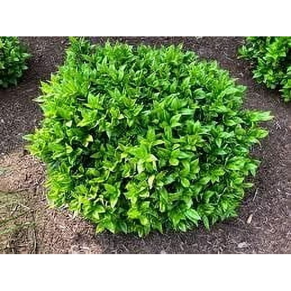 Green Carissa Holly Ilex 1 Extra Large 3 Gallon Plant Ilex cornuta 'Carissa' Hardy Evergreen Shrub Fast-Growing Garden Accent