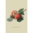 thumbnail image 1 of Fearn's Pippin - Apple-Fine Art Canvas Print (20" x 30"), 1 of 1