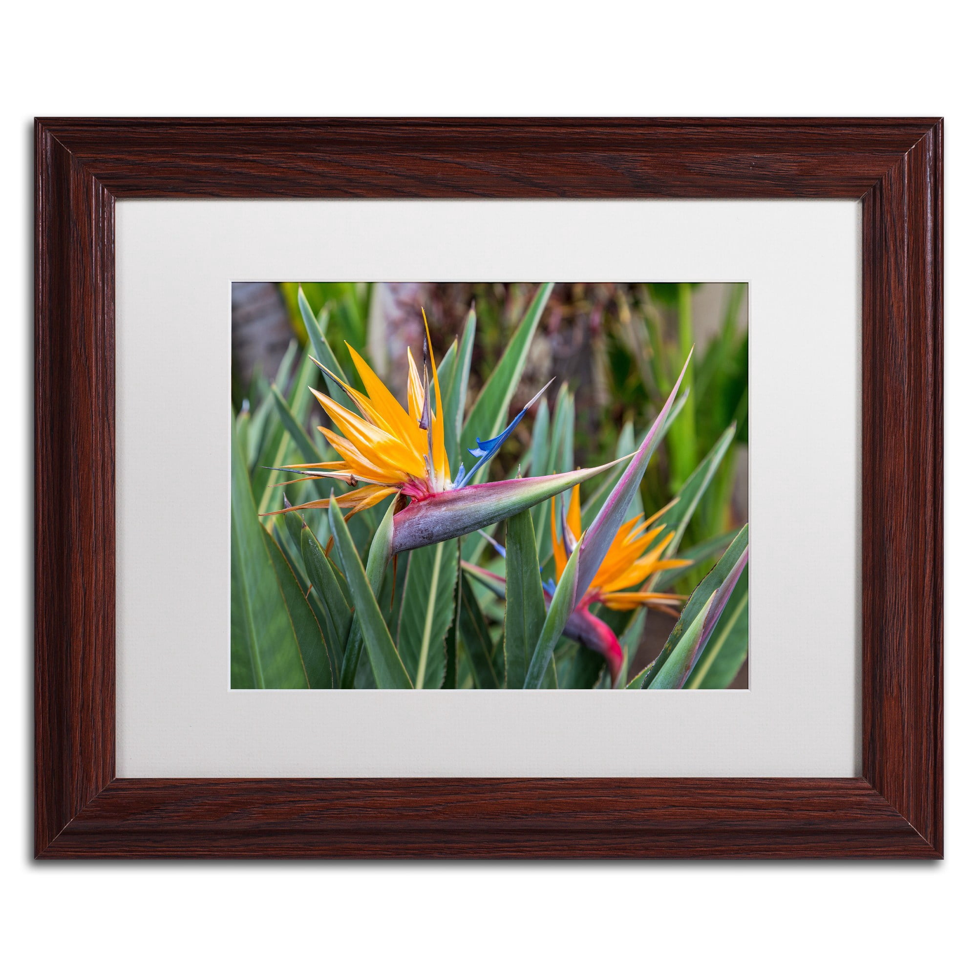 Trademark Fine Art 'Two Birds of Paradise' Canvas Art by Pierre Leclerc, White Matte, Wood Frame