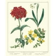 thumbnail image 3 of Edwards, Sydenham 15x18 Black Modern Framed Museum Art Print Titled - Gardeners Delight VIII, 3 of 5